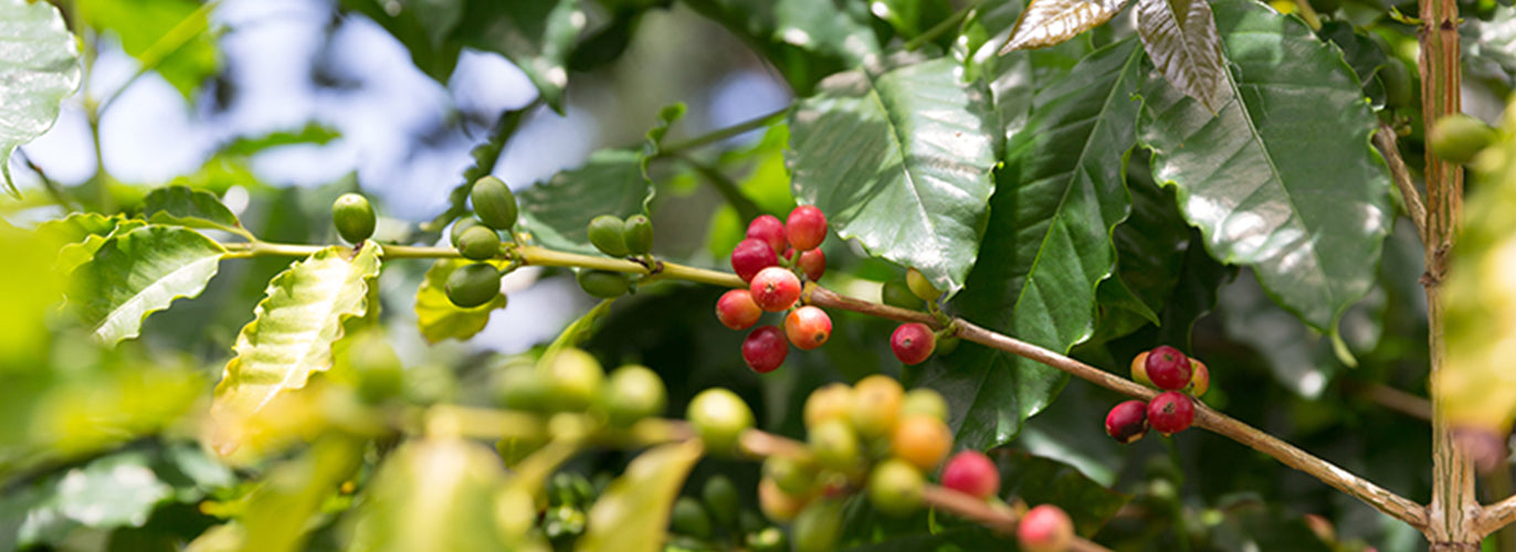 A Taste Of Paradise In Every Sip